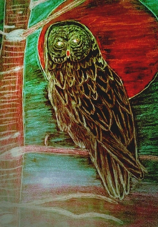 owl moon