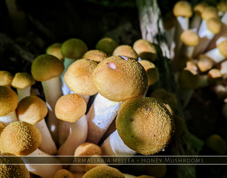 Honey Mushrooms! - Armillaria mellea