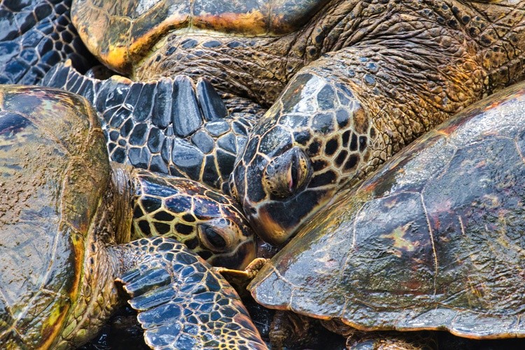 Kissing Honu