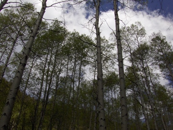 Aspens in the Italianos Taos Ski Valley