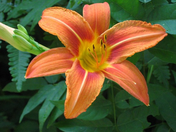 DayLily2