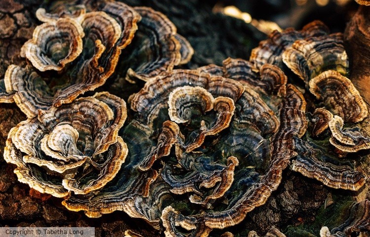 fungus-1