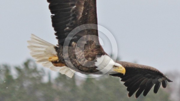2015 Bald Eagle (6)
