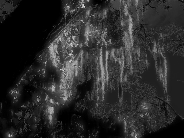 Midnight Spanish Moss 