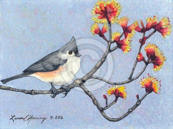 Spring Titmouse
