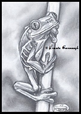 Tree frog