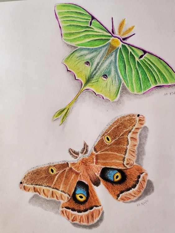 moths