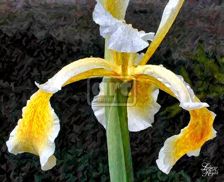 Iris 2
