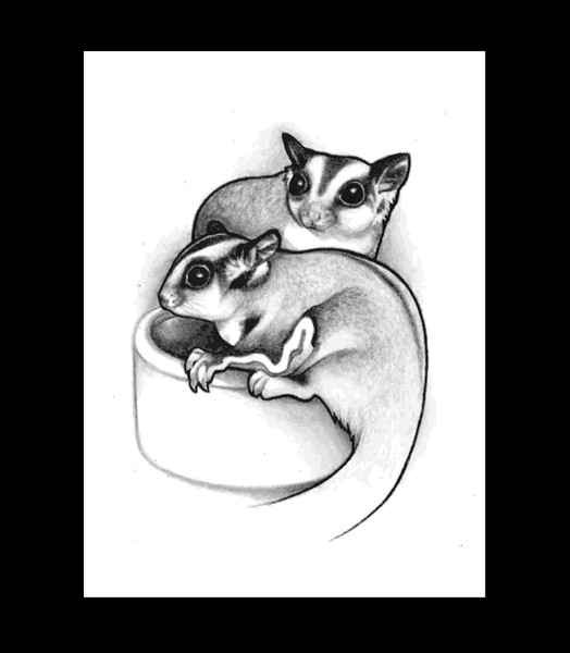 Tank And Mocha - Sugar Gliders