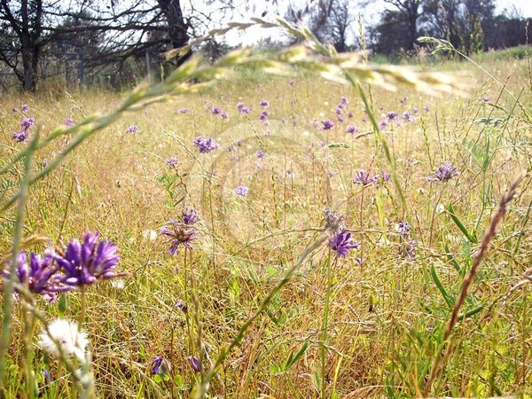 wild-purple