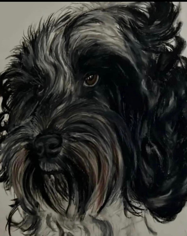 Dog portrait 