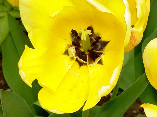 Inside the Tulip