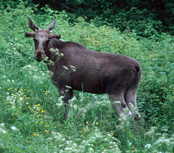 Young norwgian moose 