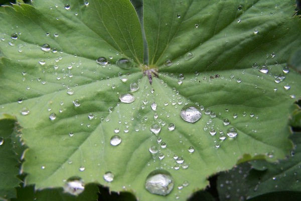 Summerrain