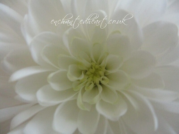 White Chrysanthemum
