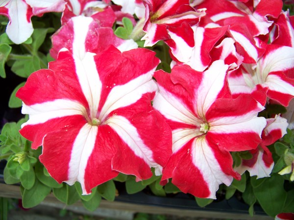 Fire Cracker Red