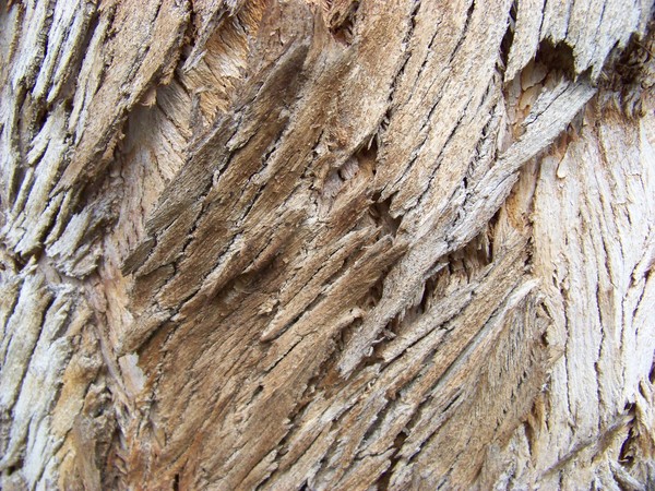 Tree Bark 1