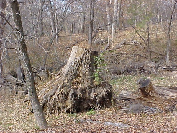 Stumped
