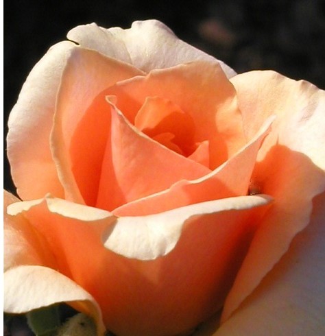 Peach rose