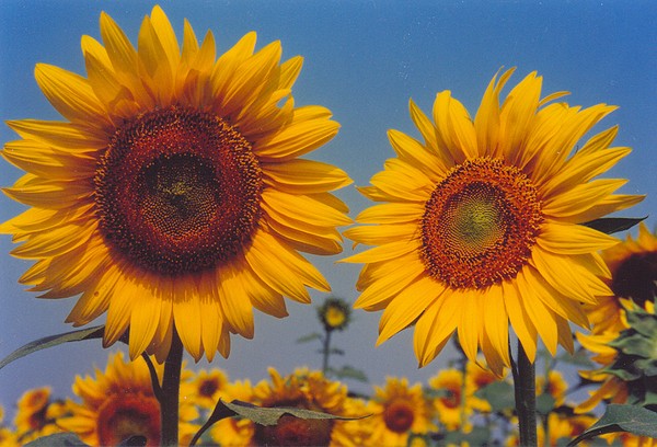 Sunflower