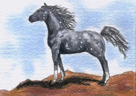 Dapple Gray Arabian ACEO
