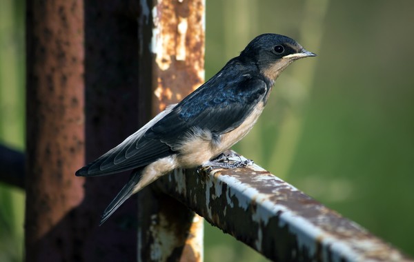 Young Swallow