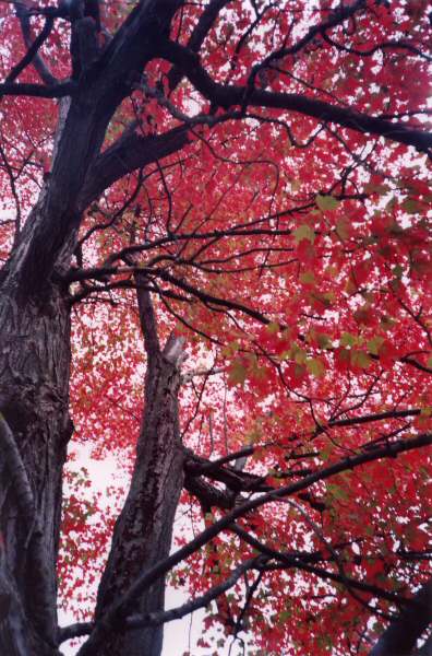 Spooky Trees