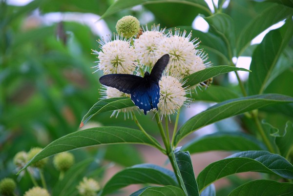 Auburn Butterfly 1