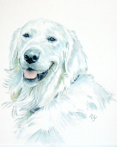 English Golden Retriever