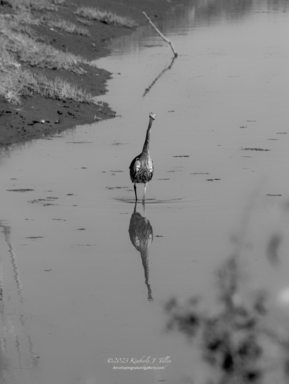 Heron in Canal P6737
