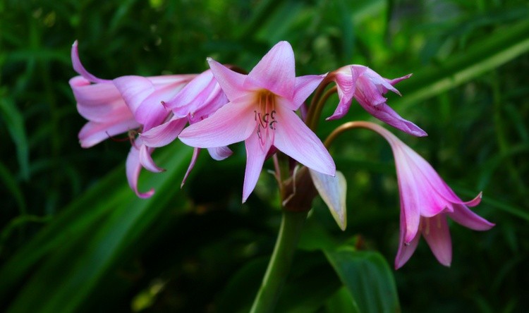 Lilly The Pink
