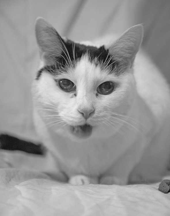 Cat Eyed