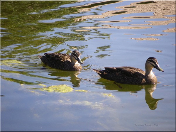 Ducks Swim