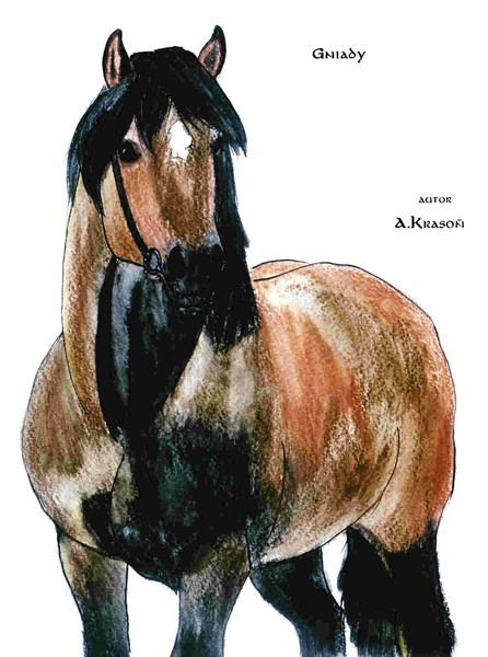 bay horse 2