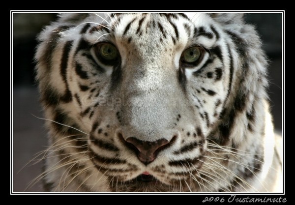 Watching You
