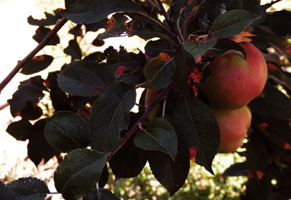Apple Tree