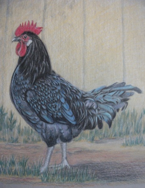 Cock of the Walk