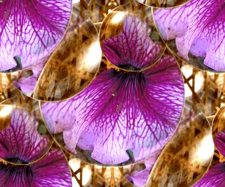 canebloomsto