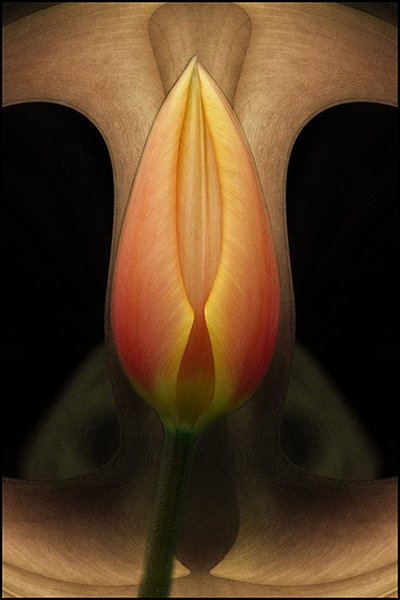 Flower Abstract