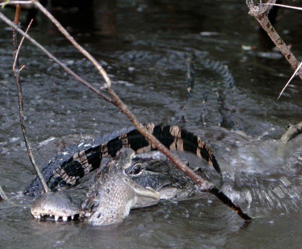 Big Gator vs Little Gator