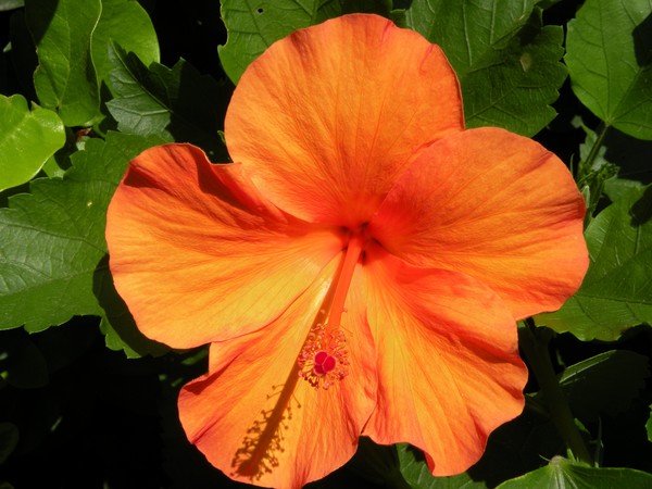 Orange flower