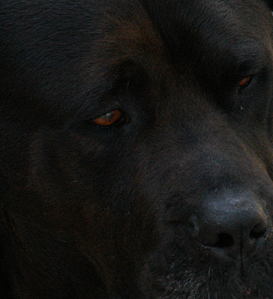The Black Dog