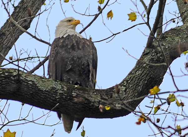 Conowingo Eagle