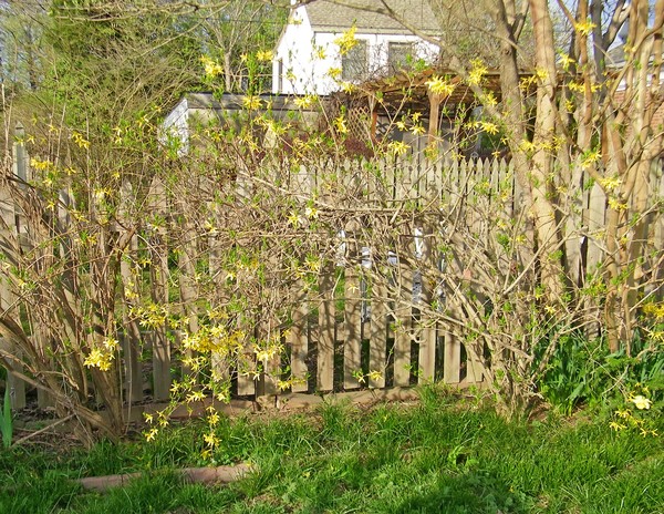 Spring in My Yard