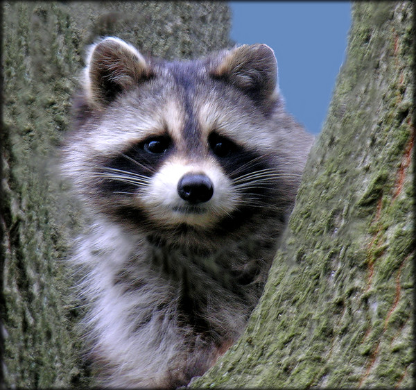 Sunday Visitor  (Racoon)