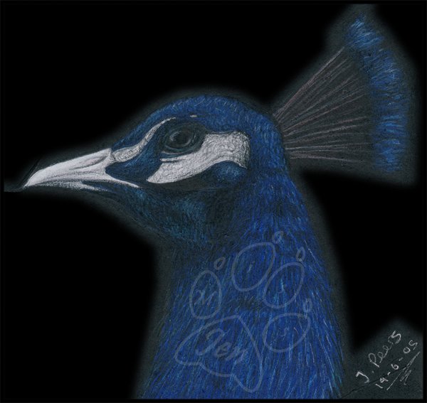 Proud As A Peacock