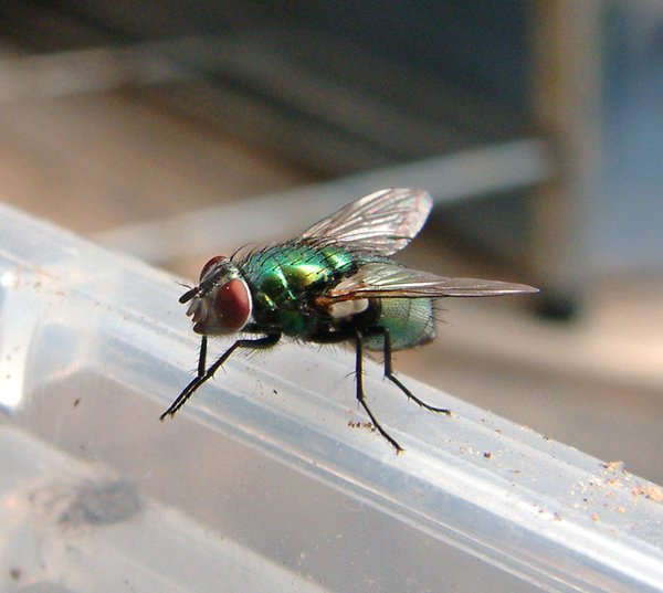 Another Fly