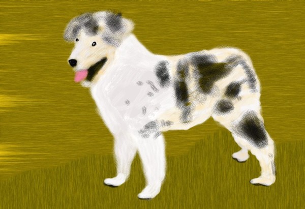 O294 Tailess Collie