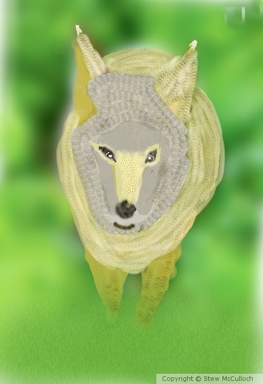 Coyote in the Bush  P213