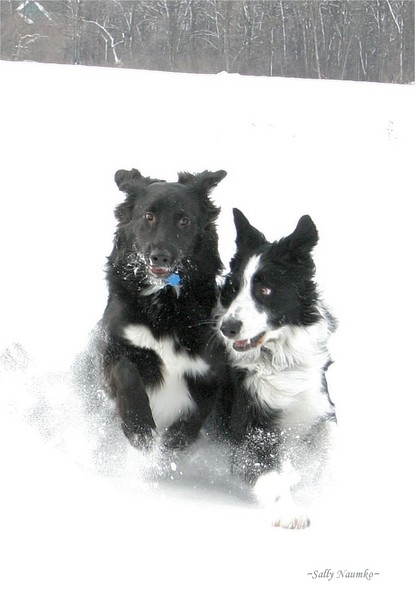 Snow Motion